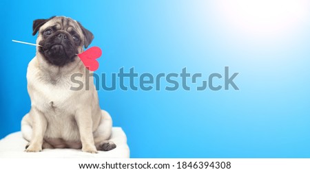 A lover pug dog holding a red heart in mouth on blue background. banner