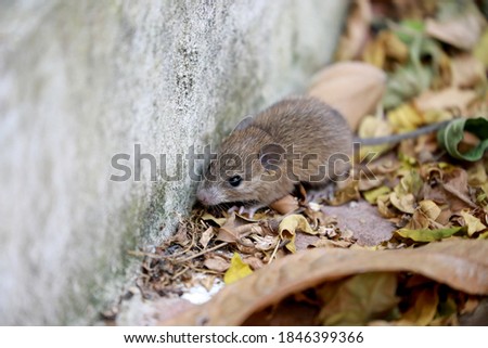 Close up the rat in dry leaf background. Animal contagious disease concept. Royalty-Free Stock Photo #1846399366