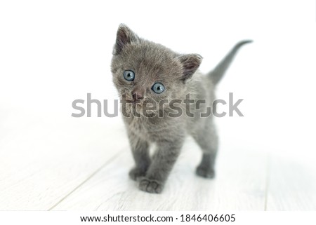 Gray cat in hands on a white background isolate. Newborn grey kitten