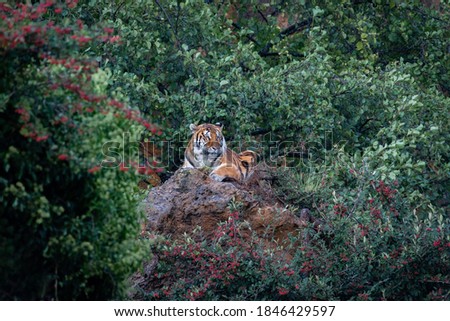 A tiger on a rock during a rain day. This photo was taken in Cabarceno, Spain.