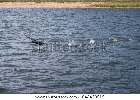 A cormorant takes flight on Cape Cod inlet