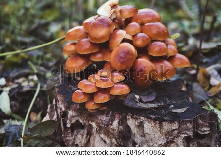 Wild mushrooms growing in the autumn forest  Royalty-Free Stock Photo #1846440862