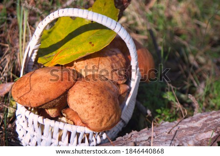 Wild mushrooms growing in the autumn forest  Royalty-Free Stock Photo #1846440868