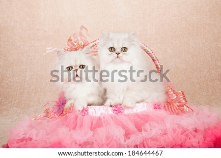 Silver Chinchilla kittens sitting inside tulle tutu basket with ribbons and bows on beige background 
