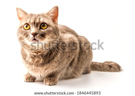 Cute cat Scottish Straight sitting isolated on white background