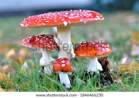 fly agaric family оn the meadow