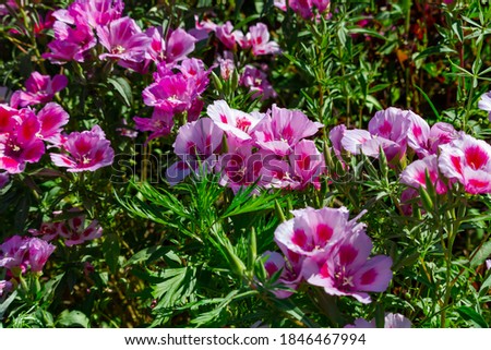 beautiful pink flowers of garden geranium on a background of green grass on a bright summer day