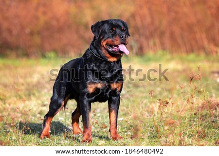 Strong Rottweiler dog on nature background Royalty-Free Stock Photo #1846480492