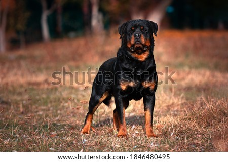 Strong Rottweiler dog on nature background Royalty-Free Stock Photo #1846480495