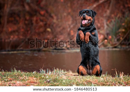 Strong Rottweiler dog on nature background Royalty-Free Stock Photo #1846480513