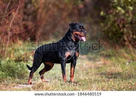 Strong Rottweiler dog on nature background Royalty-Free Stock Photo #1846480519