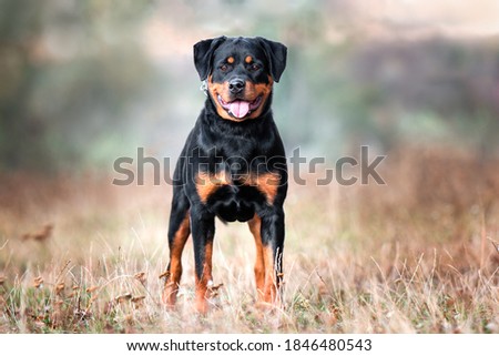 Strong Rottweiler dog on nature background Royalty-Free Stock Photo #1846480543