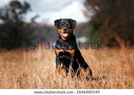 Strong Rottweiler dog on nature background Royalty-Free Stock Photo #1846480549