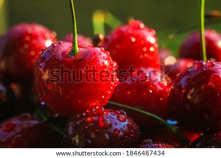 Ripe juicy cherries are harvested only from the branches of the cherry tree. Water drops on fruit, cherry orchard after rain. Sun rays, warm lighting. Close-up. Sweet cherry background. Royalty-Free Stock Photo #1846487434