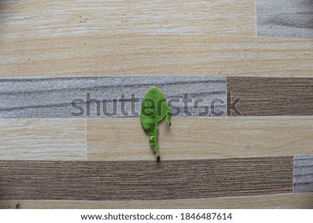 
a deformed leaf that fell on the terrace floor of the house