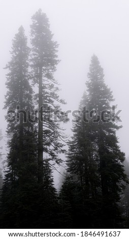 Trees covered in Fog in Yosemite Valley
