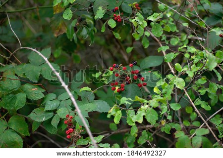 Red and black blackberry surrounded by green leaves on a blurred background