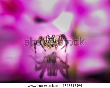 Extream closeup of a very small jumping spider. It's very small but eyes are big. Abstract image, selective focus with pink blurry background. 