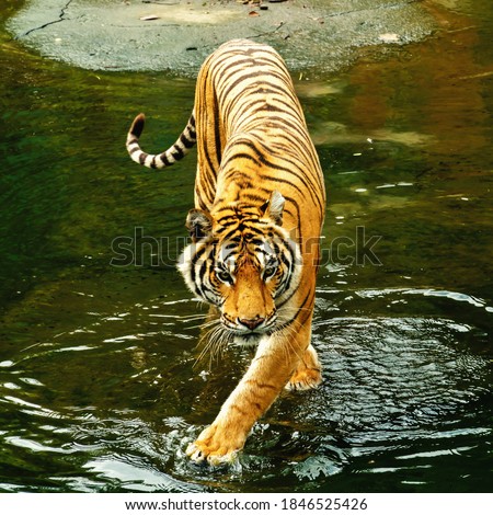 A large Bengal tiger walks on the water with a confident gait.