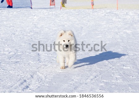 Funny Puppy of Samoyed dog play in snow