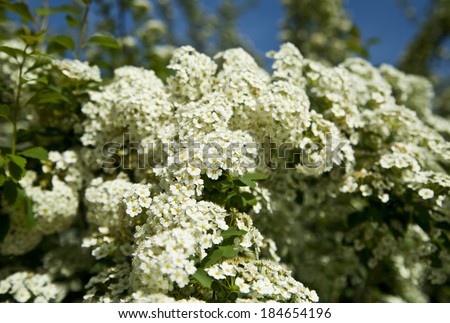 the Bush white flowers in the spring