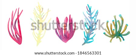 Coral reef watercolor illustration elements. Hand drawn underwater sea life decorative set. Beautiful bright aglae, marine life on white background