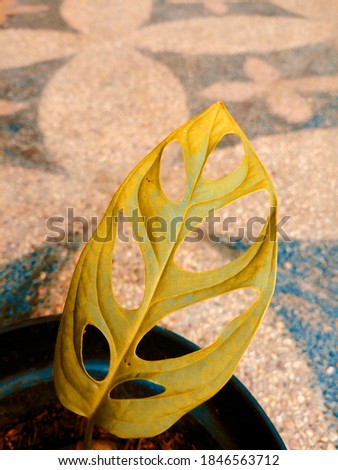 Monstera leaf edited brownish yellow color