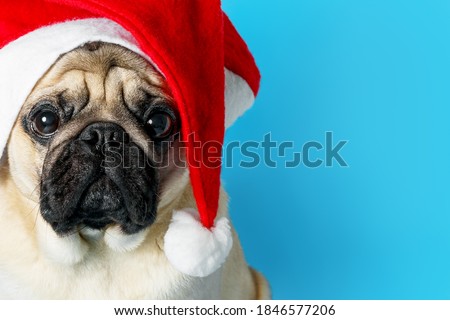 Portrait of a cute sad pug dog in a Santa Claus hat on a blue background. Christmas and New Year celebration concept. Copy spase, card.