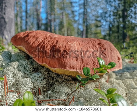 White mushroom grows among moss in a pine forest.