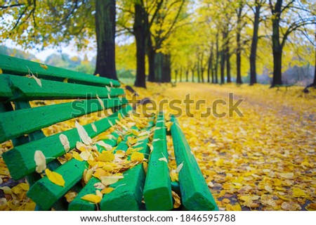 Bench coverd by autumn colorful leaves at the beautifull alley in Botanical garden park. Kiev, Ukraine