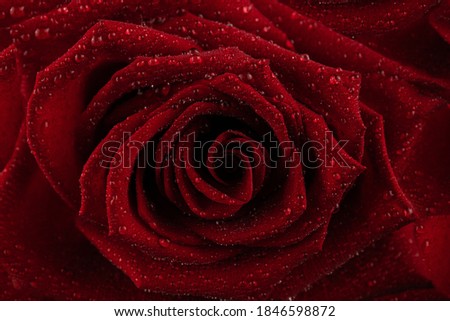 Red rose flower in water drops close up