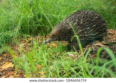 A close-up picture of a short-beaked echidna (Tachyglossus aculeatus) covered in dirt in Australia
