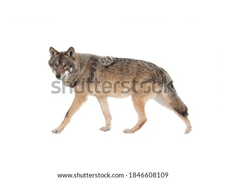 Walking gray wolf isolated on white background.