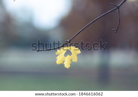 Creative maple leaf on a tree branch