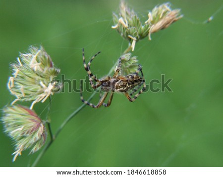 Spider on a plant stem on a green background