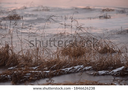 View of the lake in late autumn at sunset with dry tall grass frozen in ice