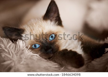 Balinese cat, kitten with blue eyes is lying on the sofa Royalty-Free Stock Photo #1846634098