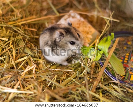 Junggar hamster eating salad on the hay