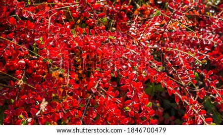 Autumn shrub with red leaves. Decorative shrub for garden decoration.