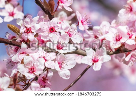 Sakura blossoms. Spring background with sakura flowers
