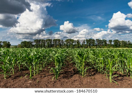 field of young green corn plants 