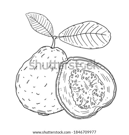 Composition of guava fruits with leaves. Monochrome contour drawing isolated on white background. Doodle style.