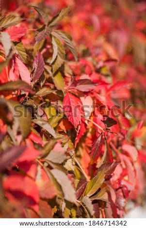 Red autumn grape leaves. Bright nature photo backgrounds.