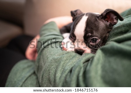 A sleepy Boston Terrier puppy being cuddled in the arms of its owner
