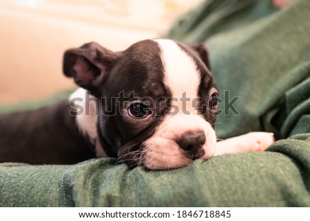 A sleepy Boston Terrier puppy with its head on the arm of its owner.