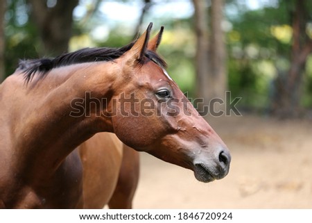 Young beautiful horse posing for camera. Portrait of a purebred young horse in summer corral. Closeup of a young domestic horse on natural background outdoors rural scene