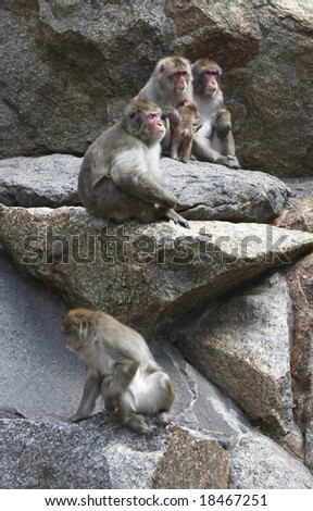 Herd of monkeys on rocks
