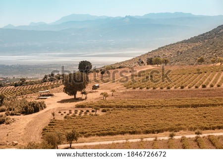 Lavender fields and other agricultural crops from the farm owners houses. Countryside and provence concept