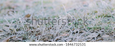 Winter panorama of frozen plants with snow and frost on a light background for decorative design