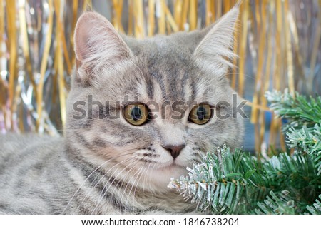 muzzle of a gray cat with yellow eyes close-up against the background of New Year's decor, a Christmas tree and golden tinsel. The idea is a cute, fluffy pet.